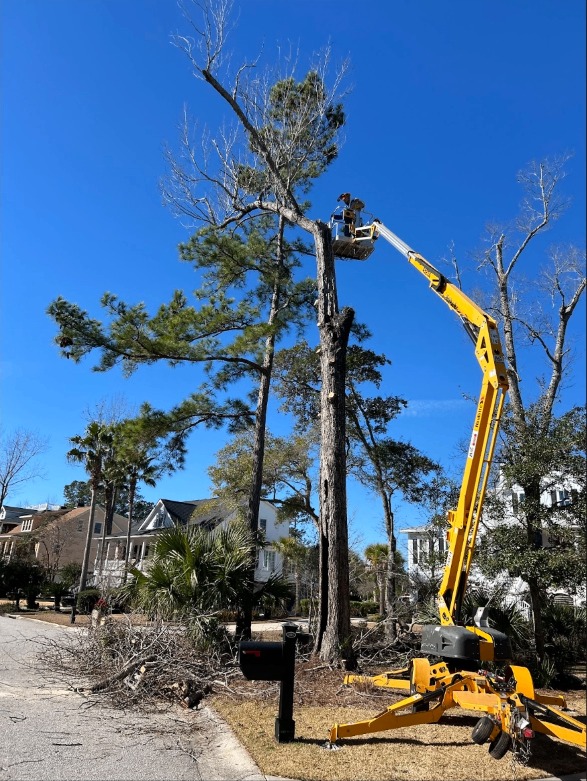 Tree Trimming and Pruning